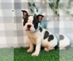 French Bulldog Puppy for sale in MARIETTA, GA, USA