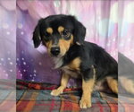 Small Photo #3 Chihuahua-Unknown Mix Puppy For Sale in Lakewood, CO, USA