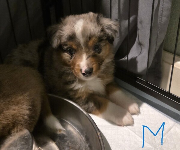 Medium Photo #15 Miniature Australian Shepherd Puppy For Sale in EVERTON, MO, USA