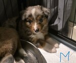 Small #14 Miniature Australian Shepherd