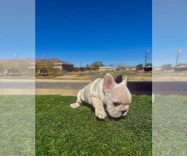 Medium Photo #11 French Bulldog Puppy For Sale in CHATTANOOGA, TN, USA