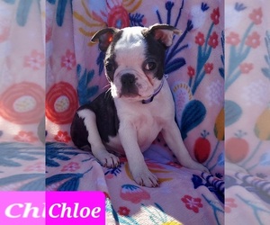 Boston Terrier Puppy for sale in POMEROY, OH, USA
