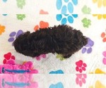 Dexter - Male Cockapoo (Toy)-Poodle (Toy) Mix Puppy for Sale - Photo #10