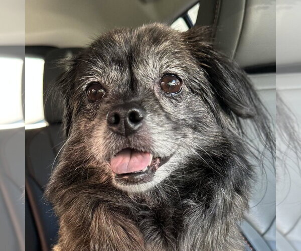 Medium Photo #1 Pekingese-Unknown Mix Puppy For Sale in Sykesville, MD, USA