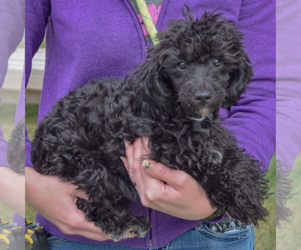 Medium Photo #2 Maltese-Unknown Mix Puppy For Sale in Huntley, IL, USA