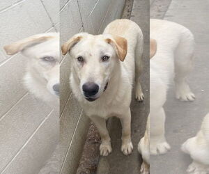 Laddie - Male Labrador Retriever-Unknown Mix Dog for Adoption - Photo #2