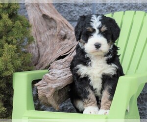 Bernedoodle Puppy for sale in FREDERICKSBG, OH, USA