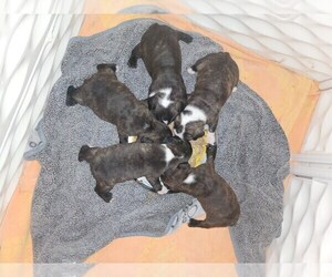 Faux Frenchbo Bulldog Puppy for Sale in FT MYERS, Florida USA