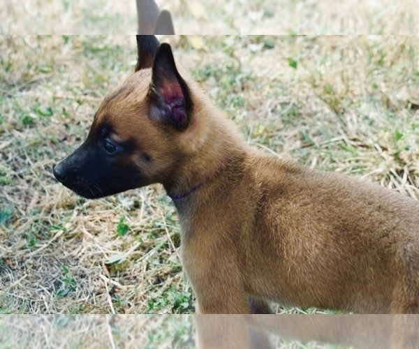 Medium Photo #2 Belgian Malinois Puppy For Sale in DALLAS, TX, USA