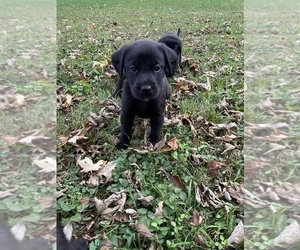 Labrador Retriever Puppy for Sale in MOUNT PLEASANT, Tennessee USA