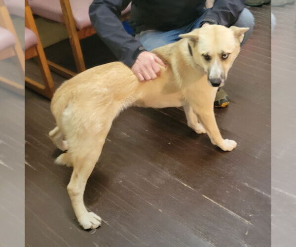 Medium Photo #1 German Shepherd Dog-Unknown Mix Puppy For Sale in Harrison, AR, USA