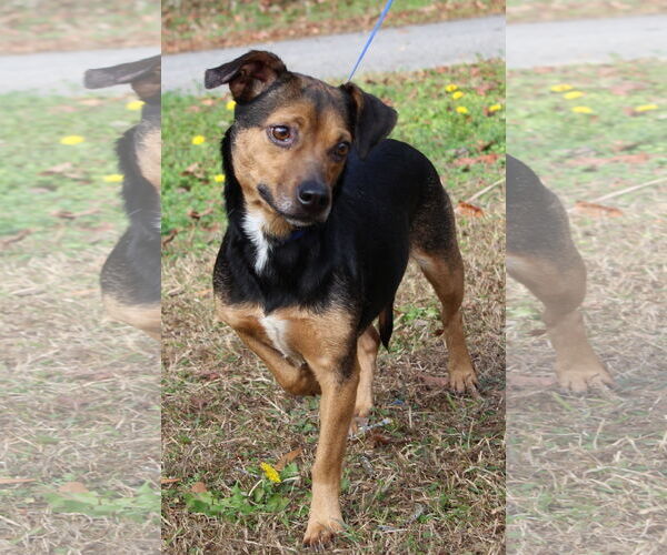 Medium Photo #1 Doxle Puppy For Sale in Prattville, AL, USA