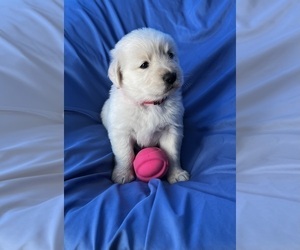 Golden Labrador Puppy for sale in LIVE OAK, FL, USA