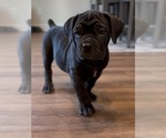 Puppy Blue Boerboel