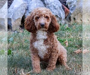 Father of the Goldendoodle (Miniature) puppies born on 05/18/2025