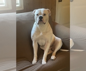 Father of the American Bulldog puppies born on 04/08/2026