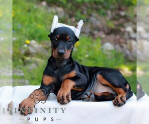 Doberman Pinscher Puppy for sale in NEWMANSTOWN, PA, USA