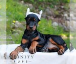 Small Doberman Pinscher