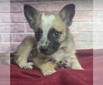 Small Australian Shepherd Mix