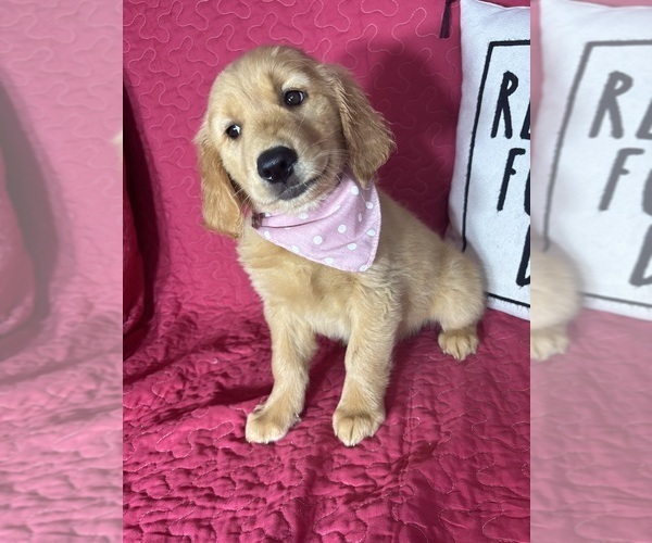 Medium Photo #5 Golden Retriever Puppy For Sale in GREENFIELD, IN, USA
