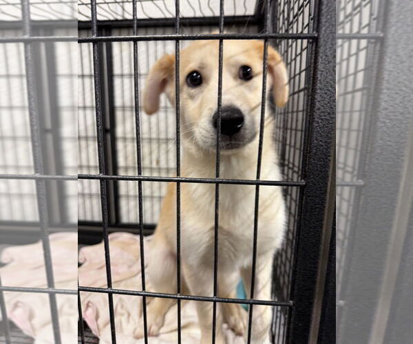 Medium Photo #6 Gerberian Shepsky Puppy For Sale in GILBERTS, IL, USA