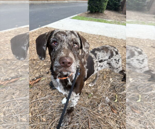 Medium Photo #1 Mutt Puppy For Sale in Mount Pleasant, SC, USA
