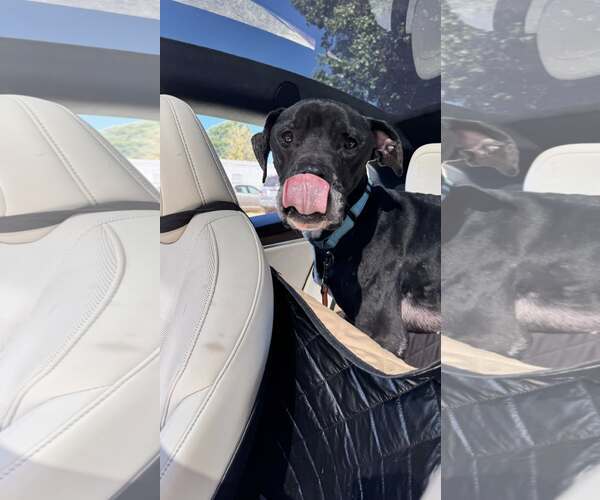 Medium Photo #4 American Pit Bull Terrier-Great Dane Mix Puppy For Sale in Millersville, MD, USA