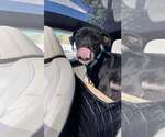Small #3 American Pit Bull Terrier-Great Dane Mix