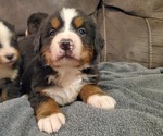 Small #9 Bernese Mountain Dog