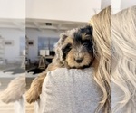 Puppy Britney Aussie-Poo-Bernedoodle Mix