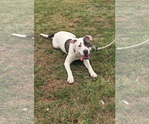 Medium Photo #8 Mutt Puppy For Sale in Rustburg, VA, USA