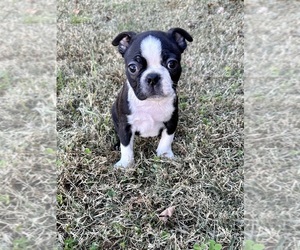 Boston Terrier Puppy for sale in WASHBURN, MO, USA