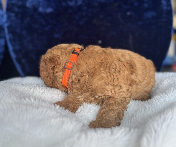 Medium Photo #13 Goldendoodle (Miniature) Puppy For Sale in SAN FERNANDO, CA, USA