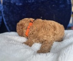 Small #12 Goldendoodle (Miniature)
