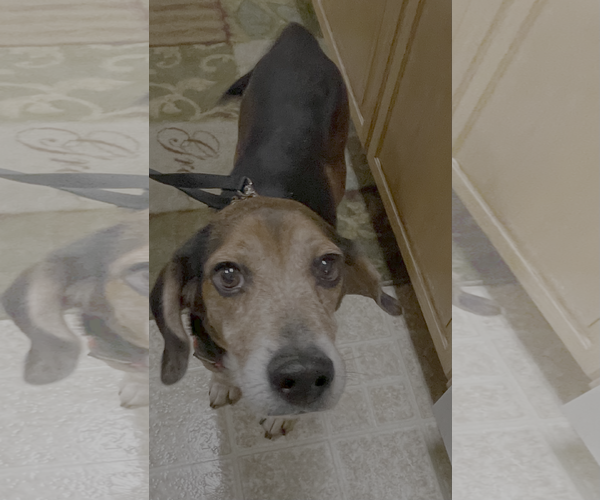 Medium Photo #3 Beagle Puppy For Sale in Tampa, FL, USA