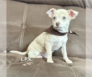 Chihuahua Puppy for sale in WINNSBORO, LA, USA