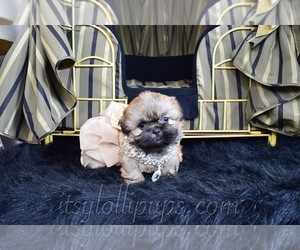 Shih Tzu Puppy for sale in HAYWARD, CA, USA