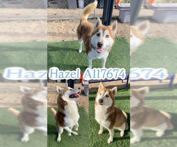 Medium Photo #1 Siberian Husky Puppy For Sale in HESPERIA, CA, USA