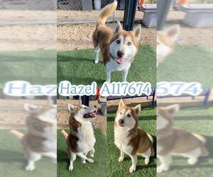 Siberian Husky Dogs for adoption in HESPERIA, CA, USA