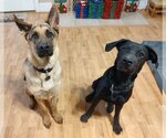 Small Photo #5 Great Dane-Labrador Retriever Mix Puppy For Sale in Arlington, VA, USA