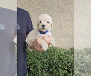 Labradoodle mix (+ Poodle Standard) Puppy for sale in SPRING HILL, FL, USA
