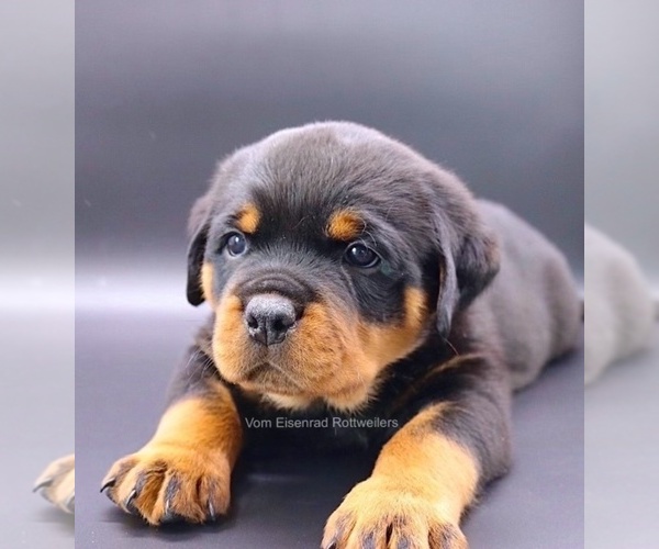 Full screen Photo #15 Rottweiler Puppy For Sale in FONTANA, CA, USA