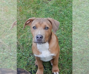 American Pit Bull Terrier-Labrador Retriever Mix Puppy for Sale in KINGSTON, Washington USA