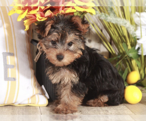Yorkshire Terrier Puppy for sale in MOUNT VERNON, OH, USA