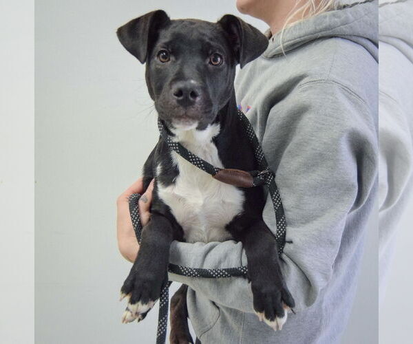 Medium Photo #3 Labrottie Puppy For Sale in Huntley, IL, USA