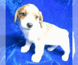 Jack Russell Terrier-Poodle (Toy) Mix Puppy for sale in NORWOOD, MO, USA