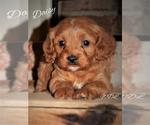Small Photo #1 Cavapoo Puppy For Sale in LEBANON, PA, USA