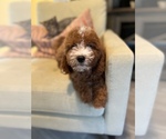 Small Photo #14 Cavapoo Puppy For Sale in LAS VEGAS, NV, USA