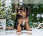 Small #2 Cavalier King Charles Spaniel