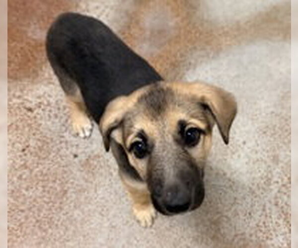 Medium Photo #1 German Shepherd Dog Puppy For Sale in Salinas, CA, USA